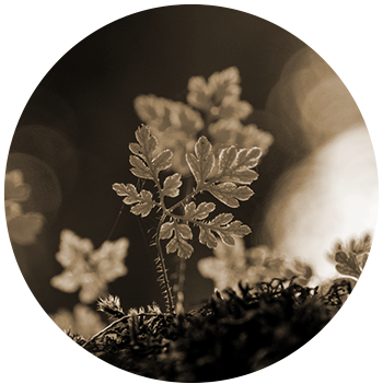 new sourcing image