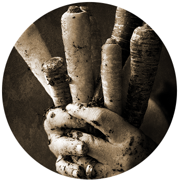 root vegetables